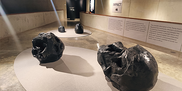 Joni Brenner Taung child skull exhibition at Origins Centre 600X300